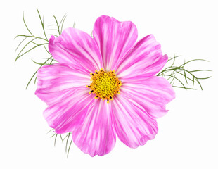Rare white pink striped cosmos flower, isolated