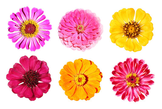 Various zinnia flowers from above, isolated