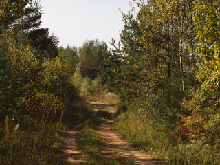 Autumn landscape. Forest road in the autumn forest among wilting grass, bushes and trees.