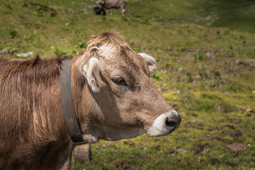 Portrait of a brown cow in an alpine meadow on a sunny summer day.