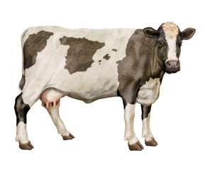 vache laitière, espagnole   , drapeau, ferme, animal, blanc, bétail, gazon, mollet, champ, noir, lait, agriculture, exploitation laitière, prairie, isolé, vert, alpage, debout, mammifère, boeuf, taure