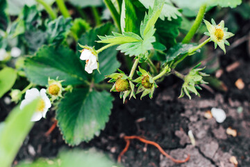 Blooming bushes of strawberries on the farm. Plant disease. Berry formation, flower pollination