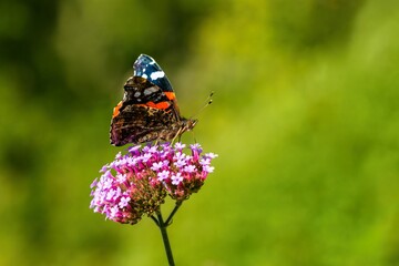 Side view of red admiral butterfly with orange, white, black and brown wings sitting on a purple...