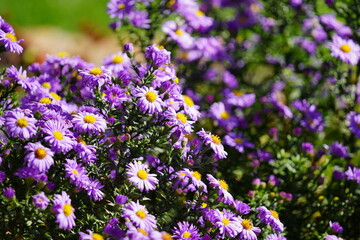 Fototapeta premium flowers