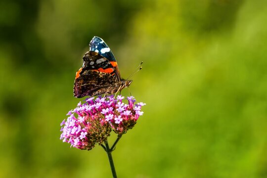 Side view of red admiral butterfly with orange, white, black and brown wings sitting on a purple flower of Argentinian vervain. Sunny summer day in a garden. Blurry green background.