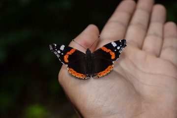 butterfly admiral (Vanessa atalanta)