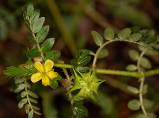 Macrophotographie de fleur sauvage - Croix-de-Malte - Tribulus terrestris