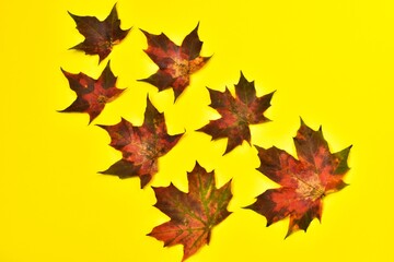 Red maple leaves on a yellow background. Flat lay, top view of autumn decoration concept. 