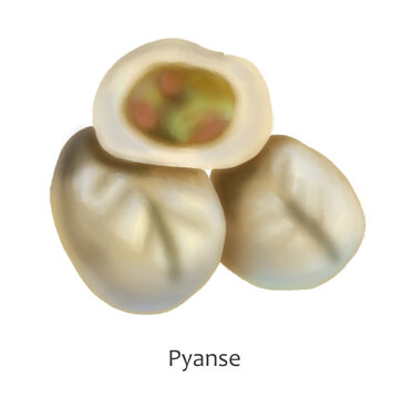 Pyanse or pigodi  - Russo-Korean steamed pie, bun, or dumpling. Hand drawn illustration on white background for clipart. 