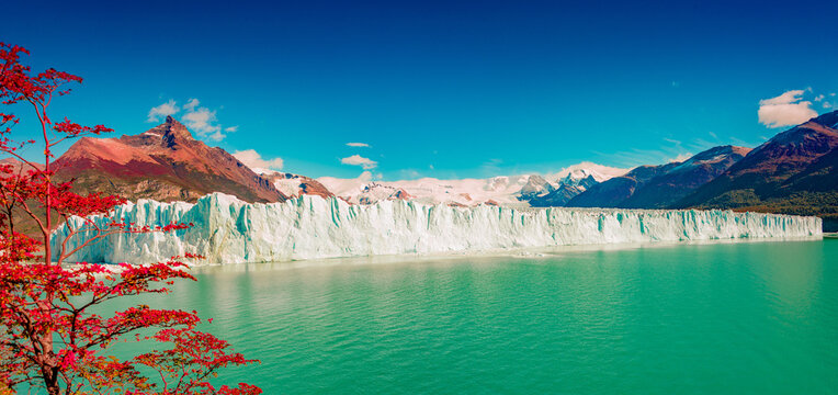 Panoramic view over gigantic full size Perito Moreno glacier in Patagonia with blue sky and turquoise water glacial lagoon, and red lenga trees in Autumn colors, South America, Argentina