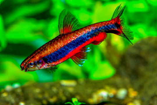 Aquarium fish Nannostomus beckfordi, commonly known as the Golden pencil fish, is a freshwater species of fish belonging to the Lebiasinidae family of characins. 