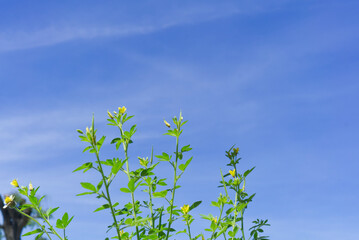 Grass tops against blue sky background