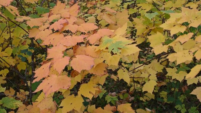Group of multi-colored yellow, orange, and green autumn leaves.  The leaves are decaying and are moving lightly in the wind.
