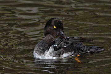 Common Goldeneye in Eclipse Plumage .