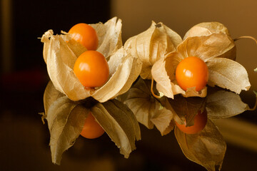 close up of orange ripe alkekengi fruits