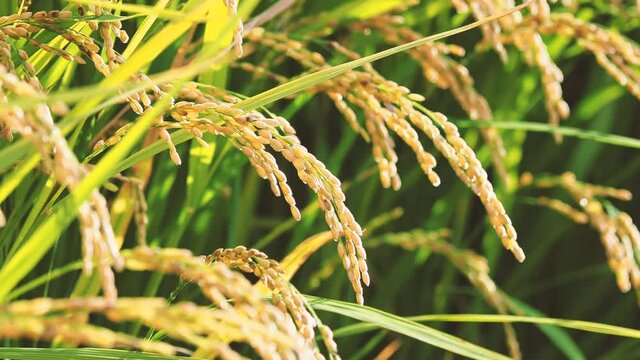 【秋】田んぼで穂が実ってきた米が風にゆれる様子　農業

