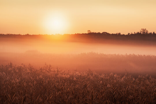 Sunrise and fog over plants autumn landscape © SerPhoto