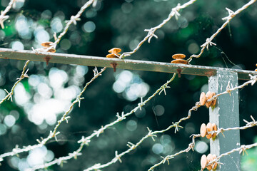 Multiple strands of a barbed wire fence