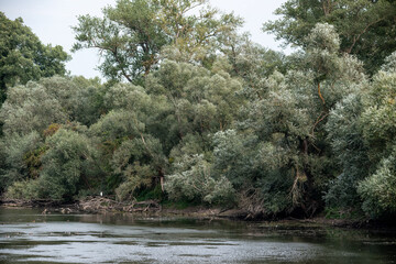 Altrheinaue im Hessischen Ried