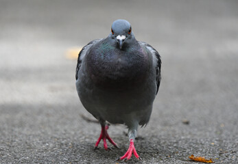 General Pigeon