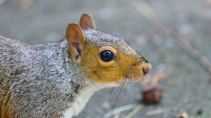 Squirrel portrait