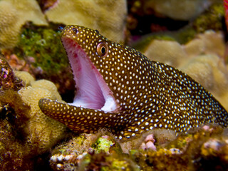 Whitemouth Moray (Gymnothorax meleagris) - Hawaii