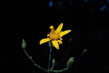 Wild Yellow Trout Lily