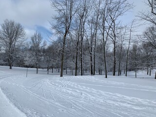 Fototapeta premium Snowy landscape in a forest in Quebec, Canada