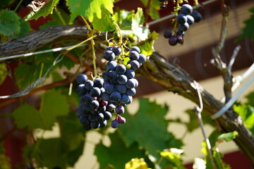 grapes on vine