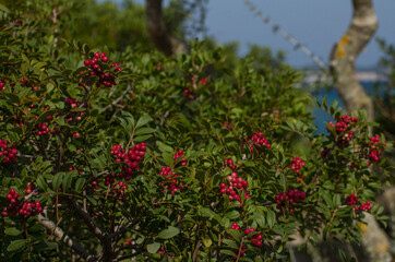 Particolari della flora di Sardegna