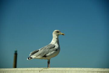 Gull 