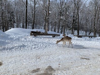 Beautiful deers and reindeers with big woods in an animals park, Omega Parc, in Quebec, Montebello, Canada.