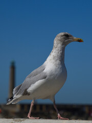 Gull
