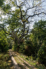 Eiche im Naturschutzgebiet Kühkopf