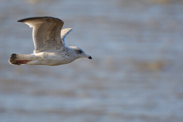 Gull in flights
