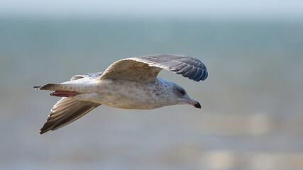 Gull in flights