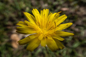 Dandelion