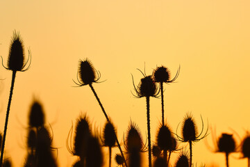 Thistle sunset