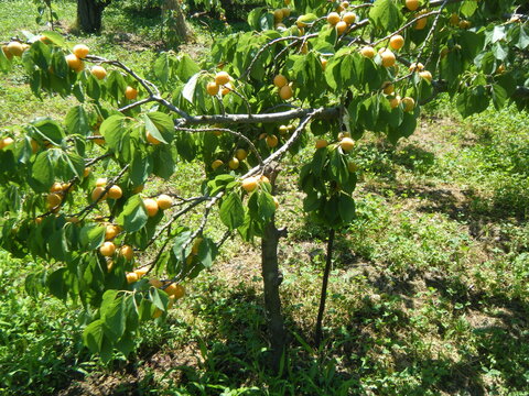 杏の木。apricot tree。長野県千曲市あんずの里。