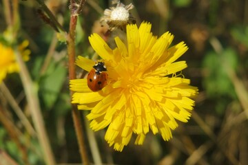 Ladybug on a beautiful yellow hieracium flower in the garden, closeup