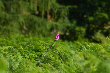 Foxglove in the firns