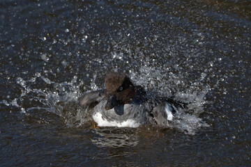Obraz premium Female Common Goldeneye splashing about in the water.