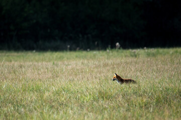 Fuchs auf der Jagd
