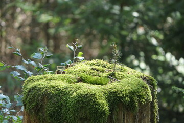 Moss on a sawn-off tree trunk with new, small trees that are now growing there. The old tree trunk is the basis for new life in the forest. - obrazy, fototapety, plakaty