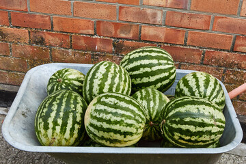 watermelon on the market