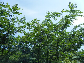 山椒の木と葉っぱ