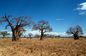 Baobab africain, Adansonia digitata, Parc national de Tarangire, Tanzanie