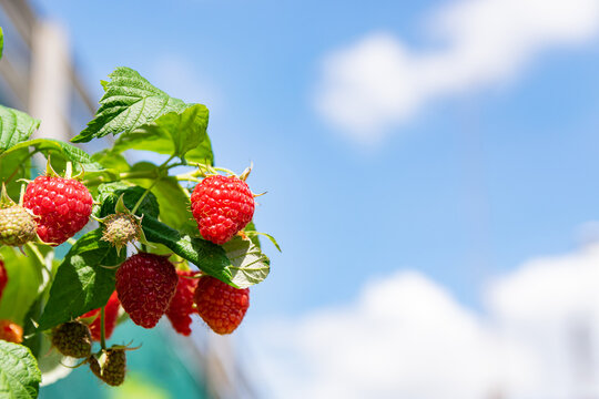 Close-up of fresh ripe first raspberries in the garden.