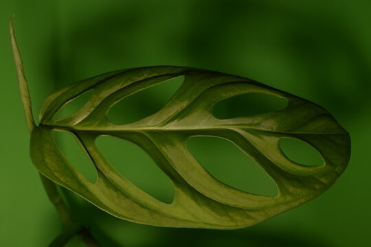 Close up of leaf Monstera Adansonii on green background. Monstera adansonii is a tropical houseplant with distinctive holes and notches in the leaves.