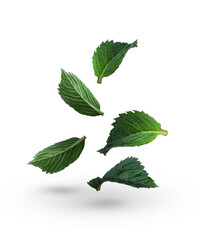 Naklejka na ściany i meble Fresh green mint leaves on a white background. Falling leaves. Mint